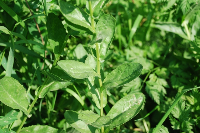 Lepidium draba